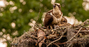 1st Jun 2022 - Osprey Mom, and the Chicks!