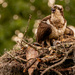 Osprey Mom, and the Chicks! by rickster549