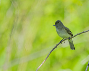 28th May 2022 - Willow Flycatcher