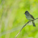 Willow Flycatcher by cwbill