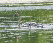21st May 2022 - Mother Trumpeter Swan and Signets