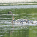 Mother Trumpeter Swan and Signets by cwbill