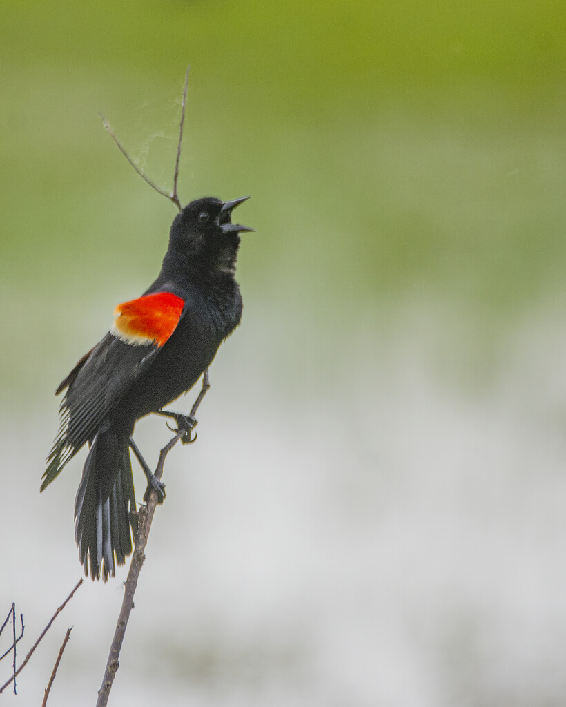 Red-Winged Blackbird Calling by cwbill