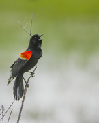 1st Jun 2022 - Red-Winged Blackbird Calling