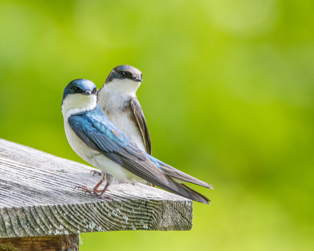 Tree Swallow Couple by cwbill