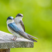 Tree Swallow Couple by cwbill