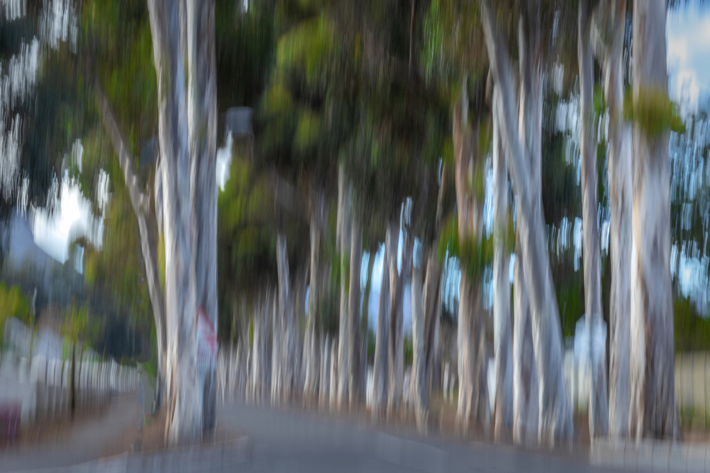 An avenue of Gum trees by ludwigsdiana