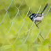 superb fairy wren by koalagardens