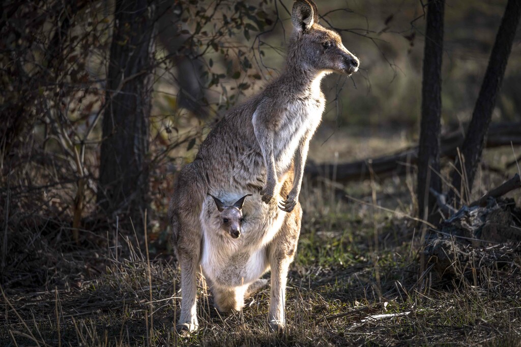 Mum and bub by pusspup