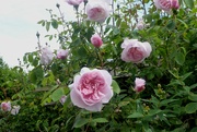 2nd Jun 2022 - I love this rose