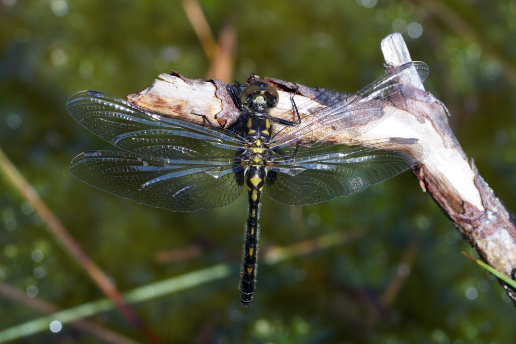 WHITE-FACED DARTER by markp
