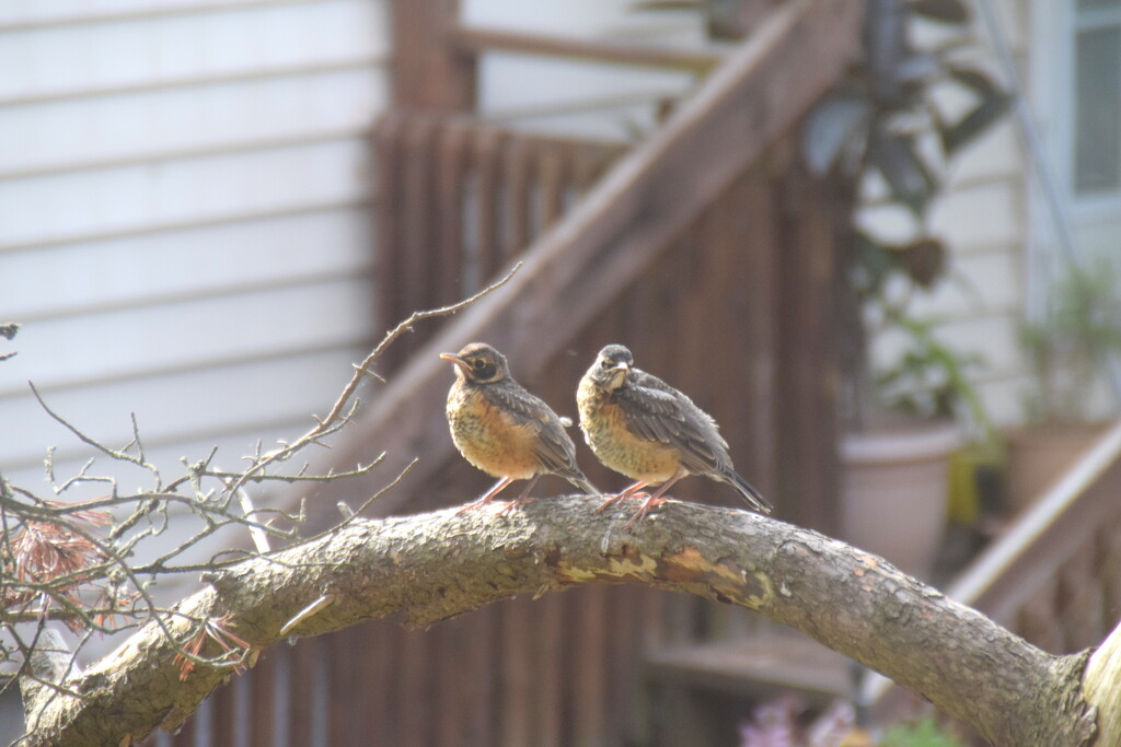 Two Baby Robins waiting for Mom by bruni