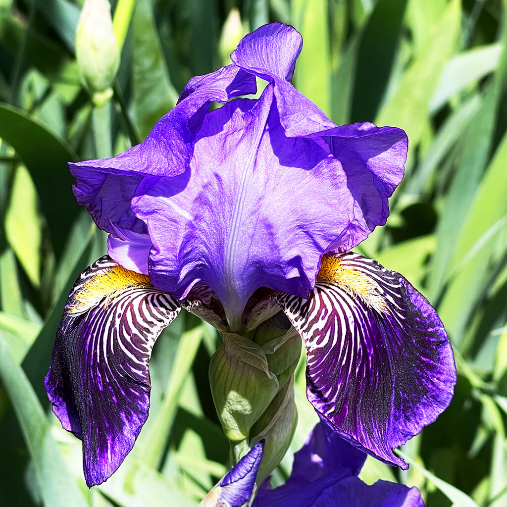 Irises | Variation 3 by yogiw