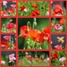 Garden Poppies by phil_sandford
