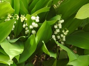 7th May 2022 - Lilies of the Valley