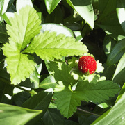 6th Jun 2022 - Wild Strawberries