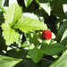 Wild Strawberries by yogiw