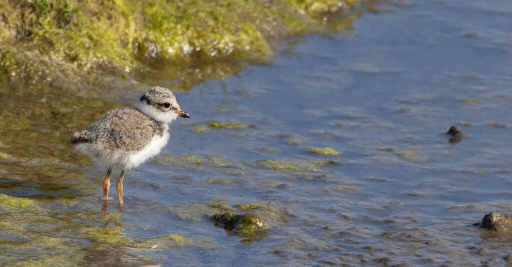 Ringed Plover Chick by lifeat60degrees