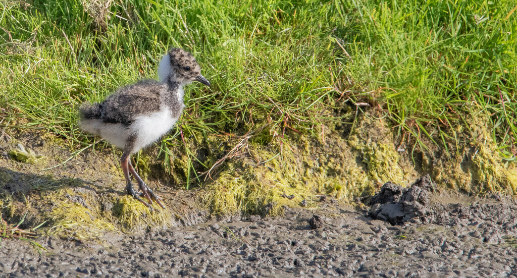 Lapwing Chick by lifeat60degrees