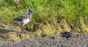 2nd Jun 2022 - Lapwing Chick