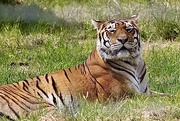 2nd Jun 2022 - Tina the Tiger