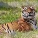 Tina the Tiger by carole_sandford
