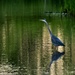 Great Blue Heron at Dusk by kareenking