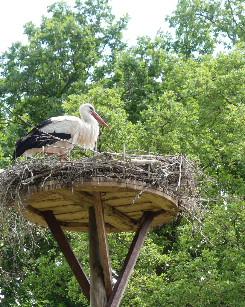 A stork on her nest with young by ideetje