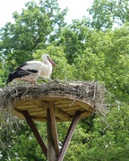 2nd Jun 2022 - A stork on her nest with young