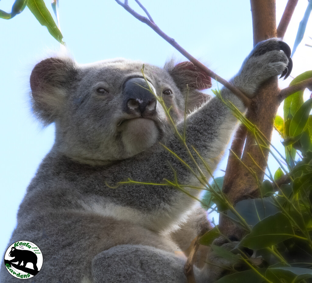 finally some sunshine by koalagardens