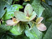 31st May 2022 - Last of the Hellebore Blooms