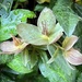Last of the Hellebore Blooms by calm
