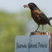 American robin by rminer