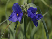 2nd Jun 2022 - spiderwort 