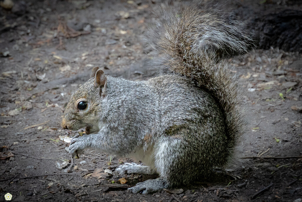 Squirrel  by lumpiniman
