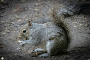 31st May 2022 - Squirrel 