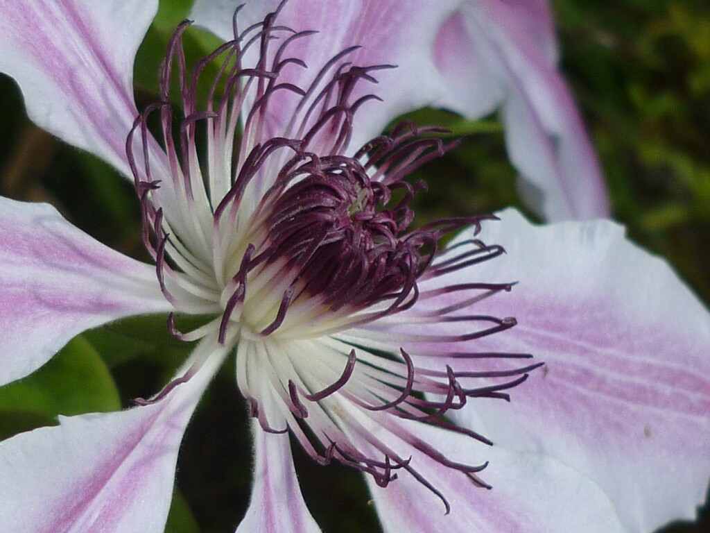 Bedroom Clematis  by countrylassie