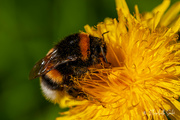 2nd Jun 2022 - Bumblebee