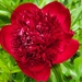 Scarlet Peony by kimmer50