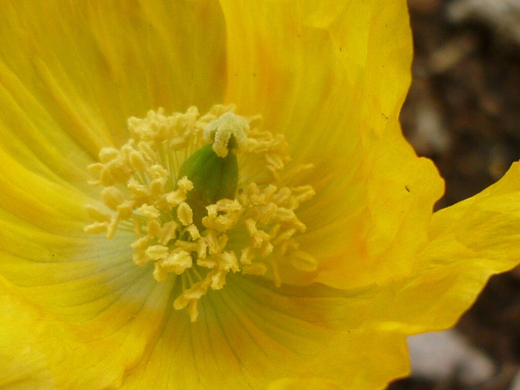 Yellow Poppy by countrylassie