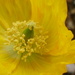 Yellow Poppy by countrylassie