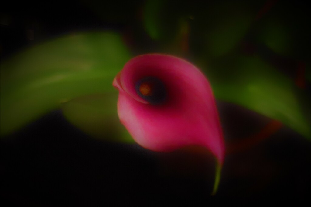 Lily, soft focus by 365jgh