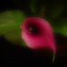 Lily, soft focus by 365jgh