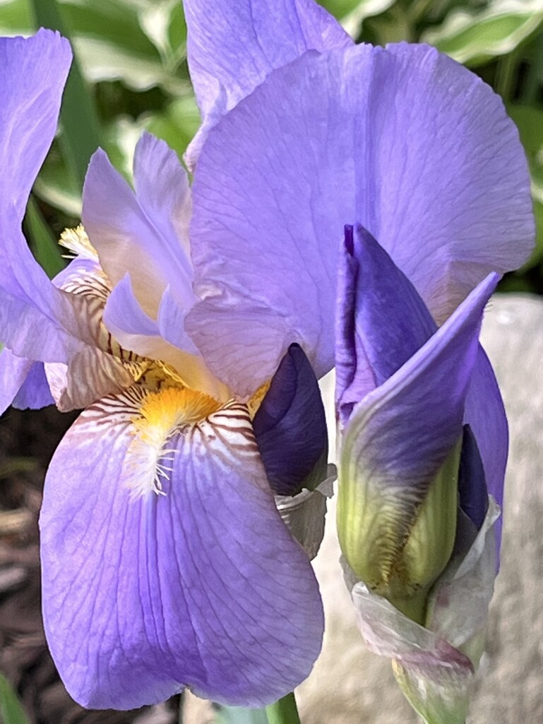 Iris by pennyrae