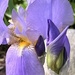Iris by pennyrae