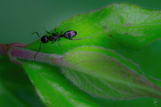 23rd May 2022 - Life on a Leaf