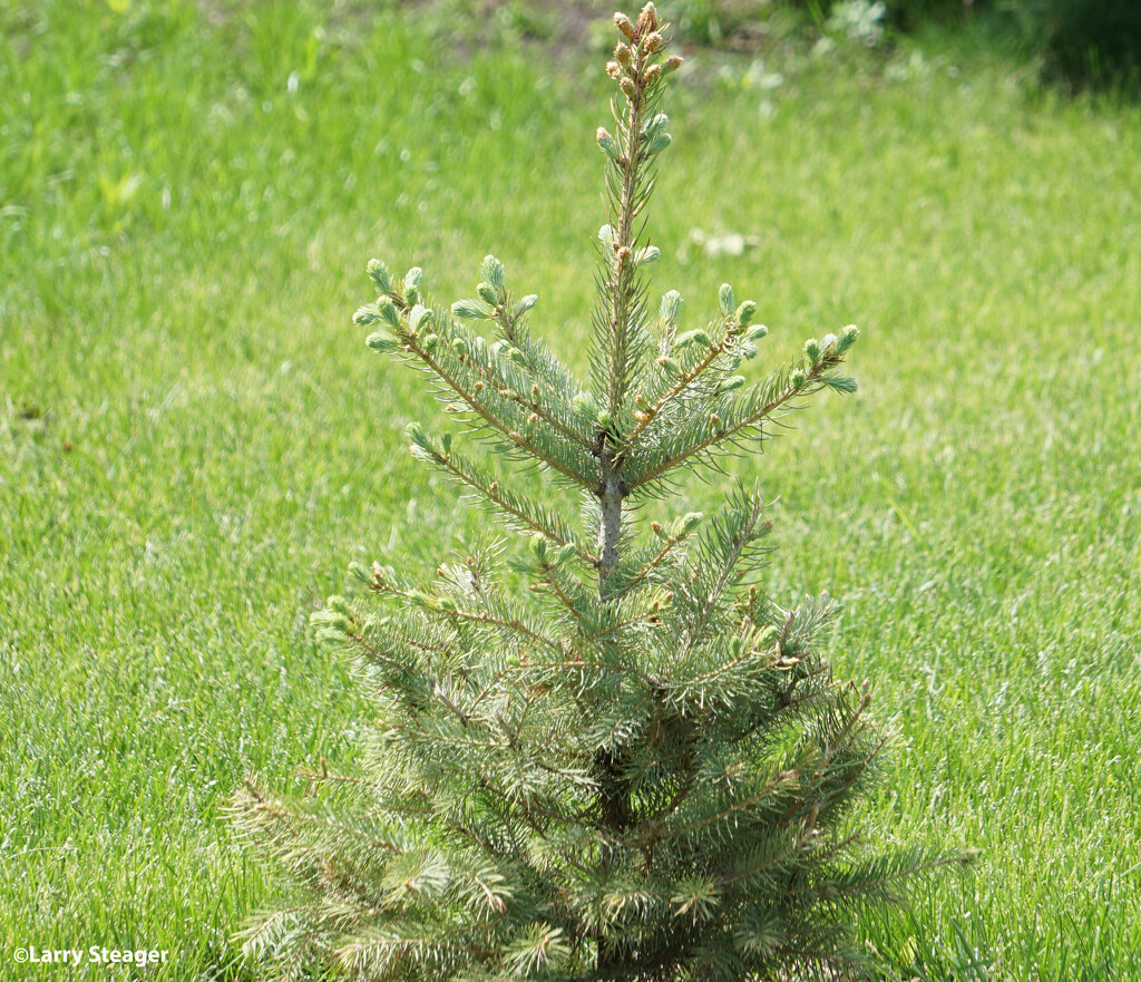 New growth on the blue spruce by larrysphotos