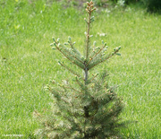 2nd Jun 2022 - New growth on the blue spruce