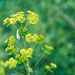 WIldflowers and Meadows by gardencat