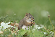 2nd Jun 2022 - Baby Red Squirrel